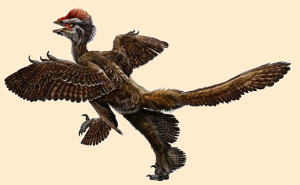 Anchiornis
