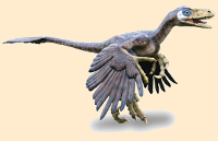 Austroraptor