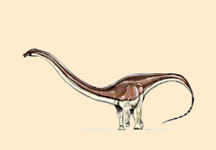Barosaurus