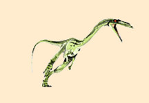 Coelophysis