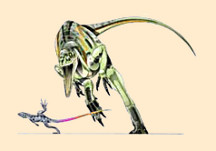Coelurus