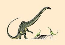 Diplodocus