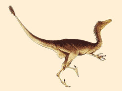 Elopteryx
