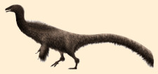 Falcarius