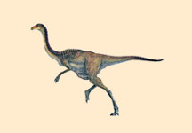 Gallimimus