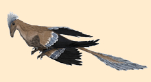 Microraptor