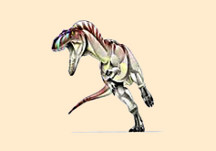 Nanotyrannus