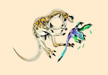 Ornitholestes