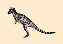 Acrotholus