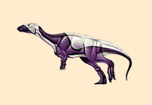 Oryctodromeus