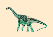 Pleurocoelus