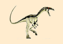 Procompsognathus