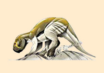 Psittacosaurus