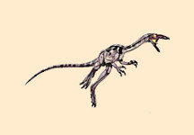 Saltopus