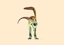 Segisaurus