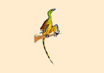 Sinornithosaurus
