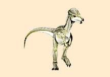 Stegoceras