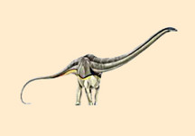 Supersaurus