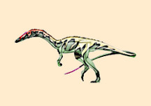 Syntarsus