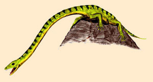 Tanystropheus