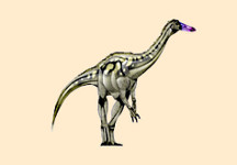 Timimus