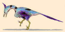 Buitreraptor